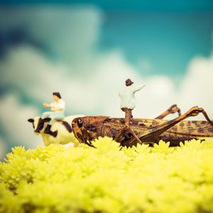 Climbing Grasshopper