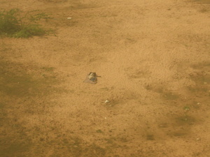 ORISSA ELLEGY 009