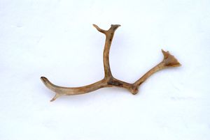 "Spitzbergen"