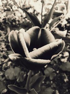 Tulip 8