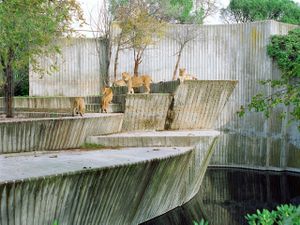 One Lion & Four Lionesses in Madrid© Ignacio Evangelista