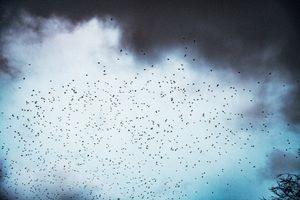 Starlings over Exmoor