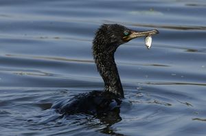 CORMORANT WITH FISH