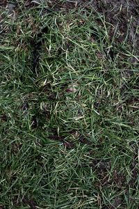 Gras