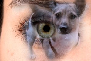 Through my eyes 1