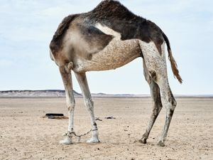 Sahara Desert, Algeria.
