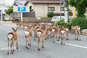 Great Migration