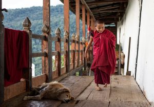 Child Monks of Bhutan
