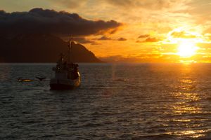 Sunset with whales- Akureyri - Iceland - 2014