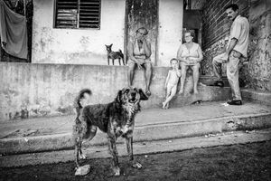 Barking Dog