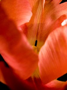 An Opening (Tulip)