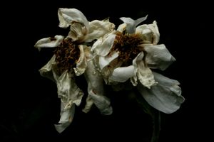 Flowers in Regents Park, London, 3
