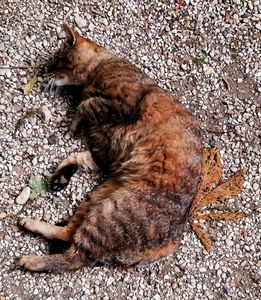 Stray Cats_29
