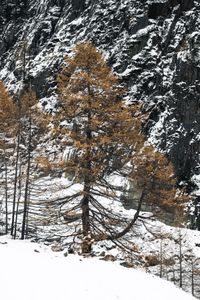 WinterGold