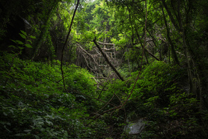 The Forgotten Forests