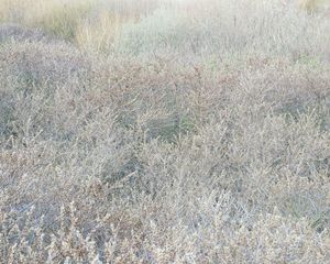 Ogenkuil