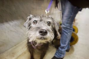 Asia, 17 years old and blind, Firenze/Florence Feb 2019