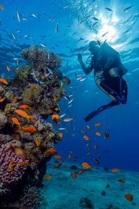 Coral reefs of Eilat, Red Sea