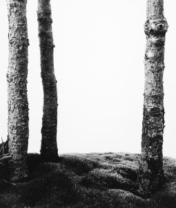 Black Hills Spruce
