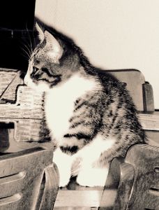 Baby d'Artagnan