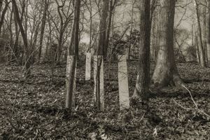 Lines In Nature #6