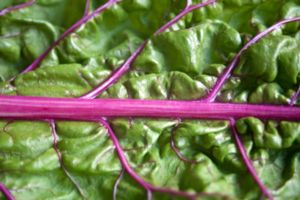 Chard line