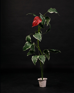 Untitiled Red Leaf pant
