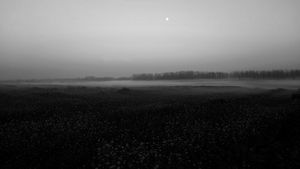 Horses in the mist.