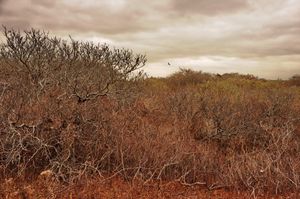 Nature Conservancy, Nantucket, 2012