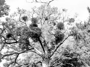 Trees 23