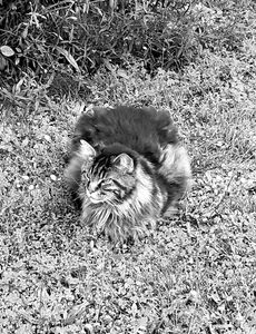 Stray Cats_33