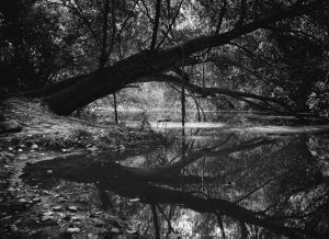 Beside the water II