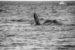 Whale BYN