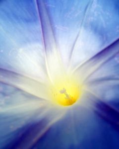 wild flower 8