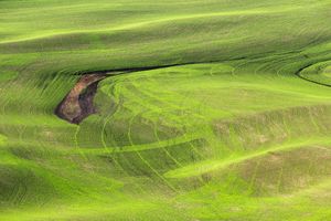 Palouse, WA. Study #16                           (47 1.8030N - 117 17.6555W)