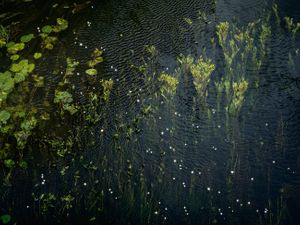 Chalk Streams 7