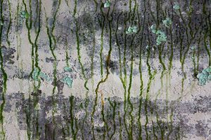 Drip Line