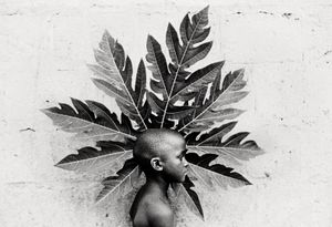 For Kanfat the papaya tree is essential for his life. Its fruits are one of the best source of vitamins and sugars © Nicola Angelo Mangia