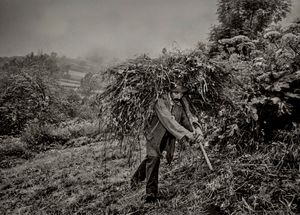 Don Juan Serra, cattleman and priest gathering summer hay, Areyales, Spain, 1988