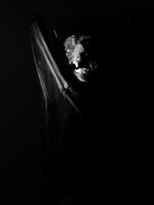 Fear