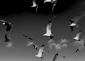 Avian Sense of the Way - Group flight