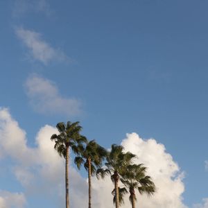 palm trees, from the pool