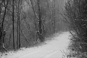 HIDDEN FOREST - An inner dream fading away
