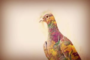 The Messenger Pigeon that Never Came Back