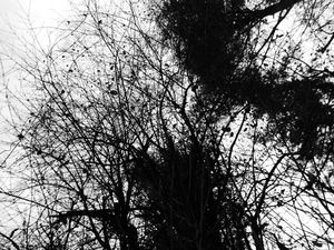Tree Branches #6