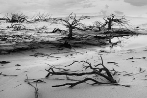 Dead Forest at Lençois Maranhenses National Park