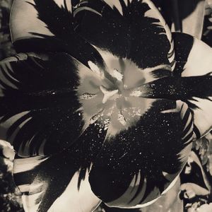 Tulip 6