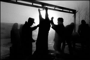 © George Webber - Butchering hogs, 2000
