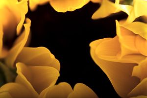 Yellow Abstraction