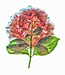 Hydrangea